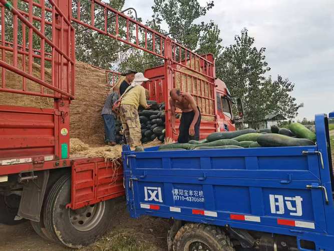 枣阳市南城街道:构建果蔬产销一体化模式 破解农副产品销售难题